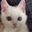 :catsqueez: