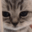 :meow2: